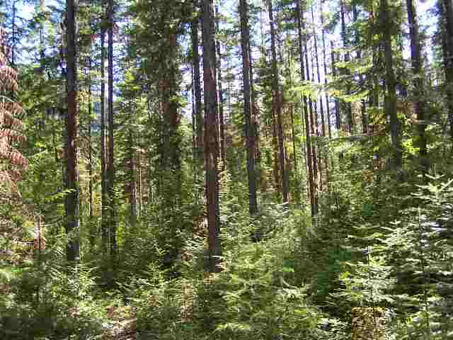 Tract B Tract B Sullivan Lake Road Ione, WA 99139 - Photo 5 of 8 Gallery Image 5