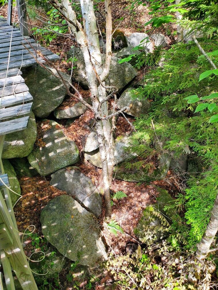 315 Hopkins Pond Road Clifton, ME 04428 - Photo 16 of 50 old retaining wall