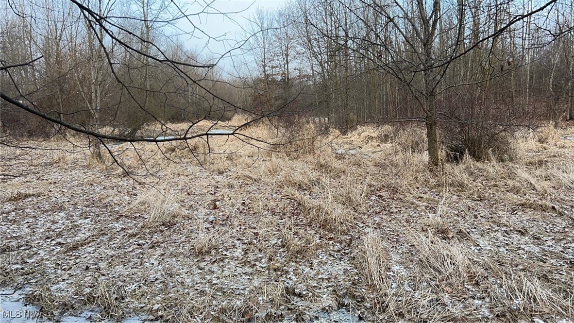 Dunham Road East Litchfield, OH 44253 - Photo 4 of 5 View of local wilderness