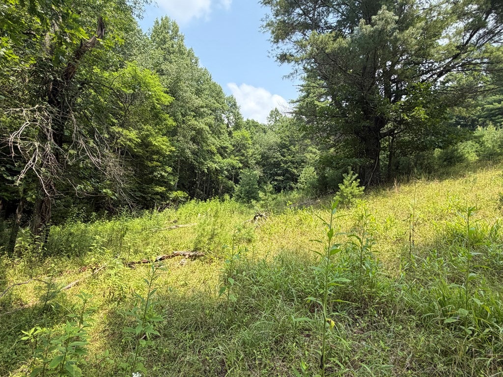 Tbd Hall Hollow Road Austinville, VA 24312 - Photo 28 of 59 Gallery Image 28