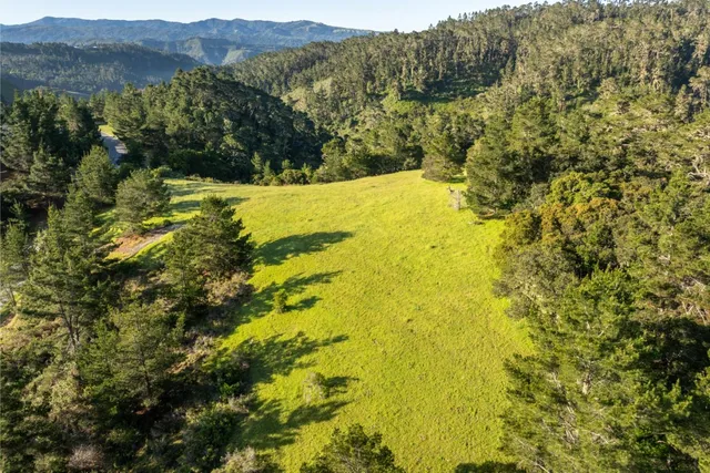 a view of a field with a tree