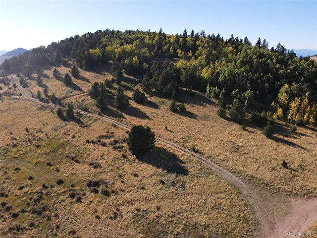 a view of a forest with a forest