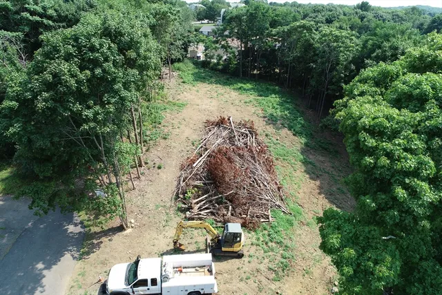 a view of a yard with plants and large trees