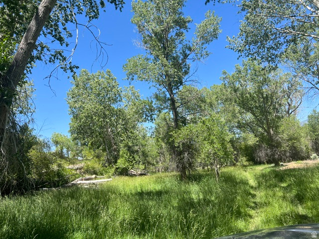 865 South Bullion Canyon Road, Unit 3 Marysvale, UT 84750 - Photo 4 of 30 Expansive natural landscape featuring mature trees and lush green foliage