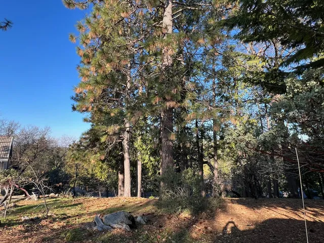 a view of backyard of house