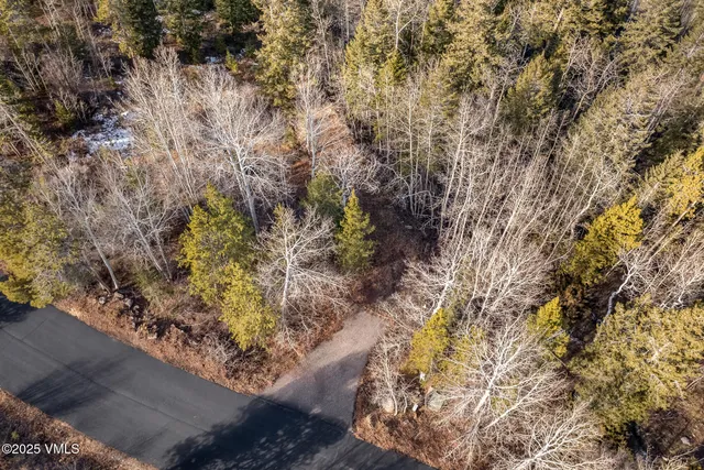 a view of a forest with a tree