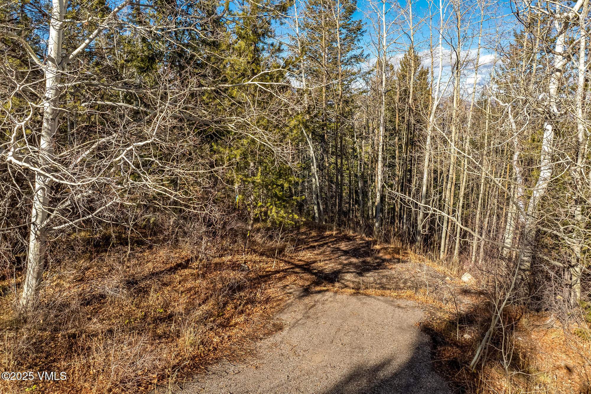 116 Travis Road Wolcott, CO 81655 - Photo 6 of 26 a view of a forest with a tree