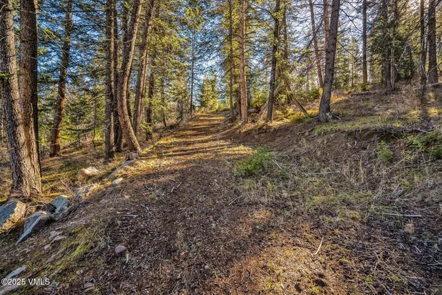 a view of a forest with trees in the background
