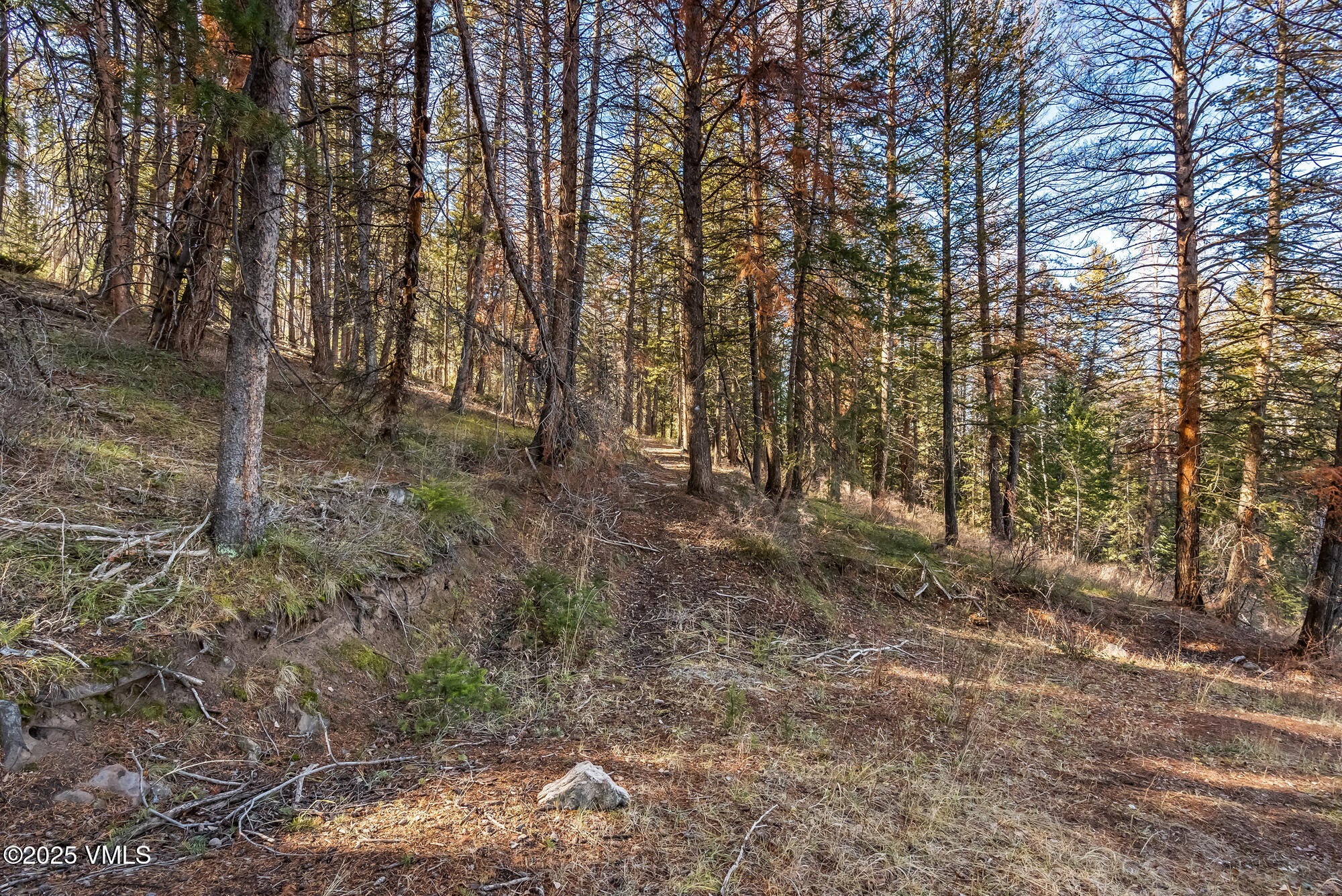 116 Travis Road Wolcott, CO 81655 - Photo 9 of 26 a view of a forest with trees in the background
