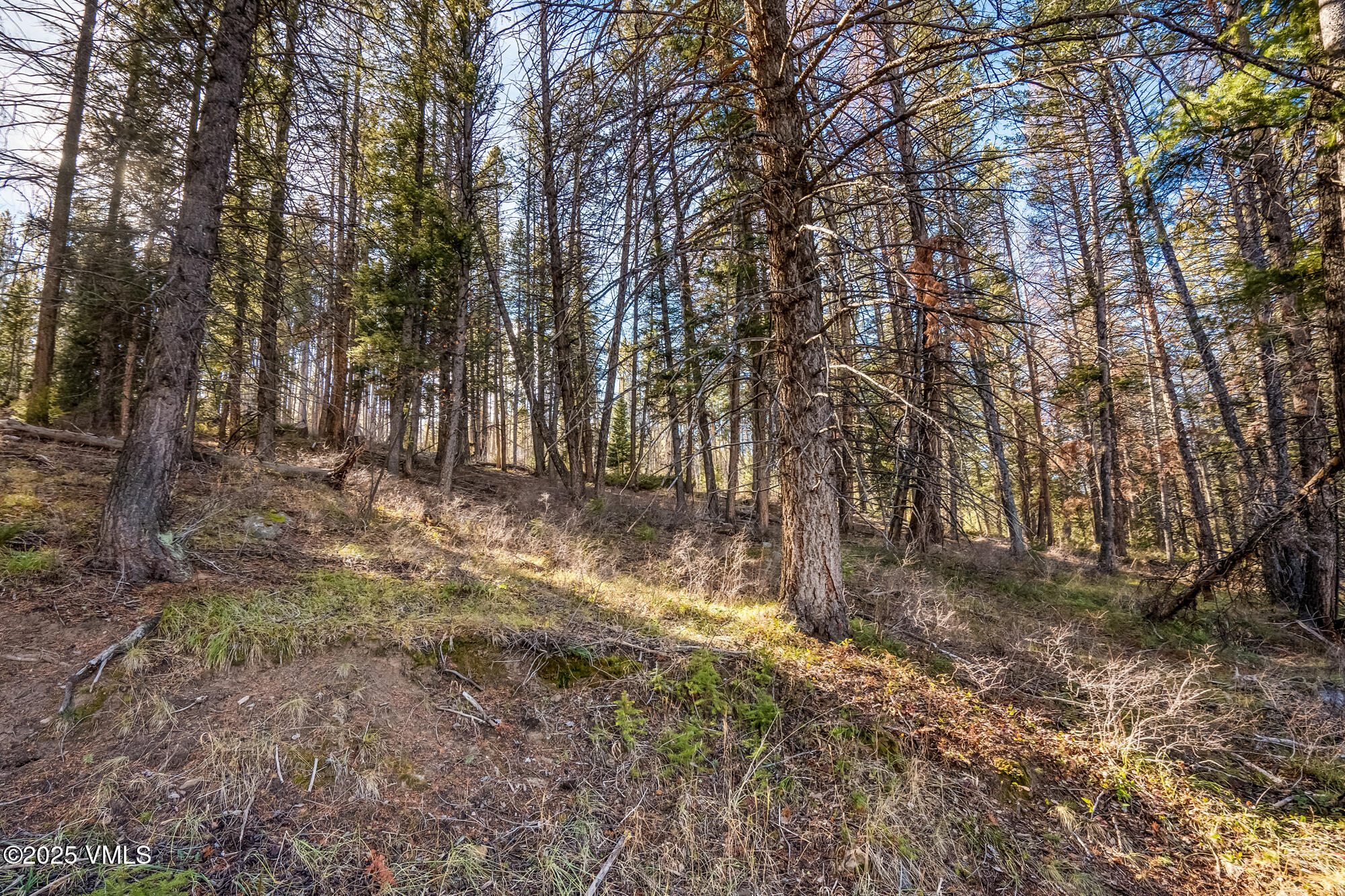 116 Travis Road Wolcott, CO 81655 - Photo 10 of 26 a view of backyard with trees