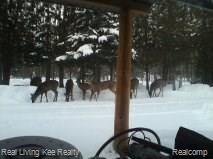 6498 Misery Bay Road Alpena, MI 49707 - Photo 10 of 34 deer company 2.12