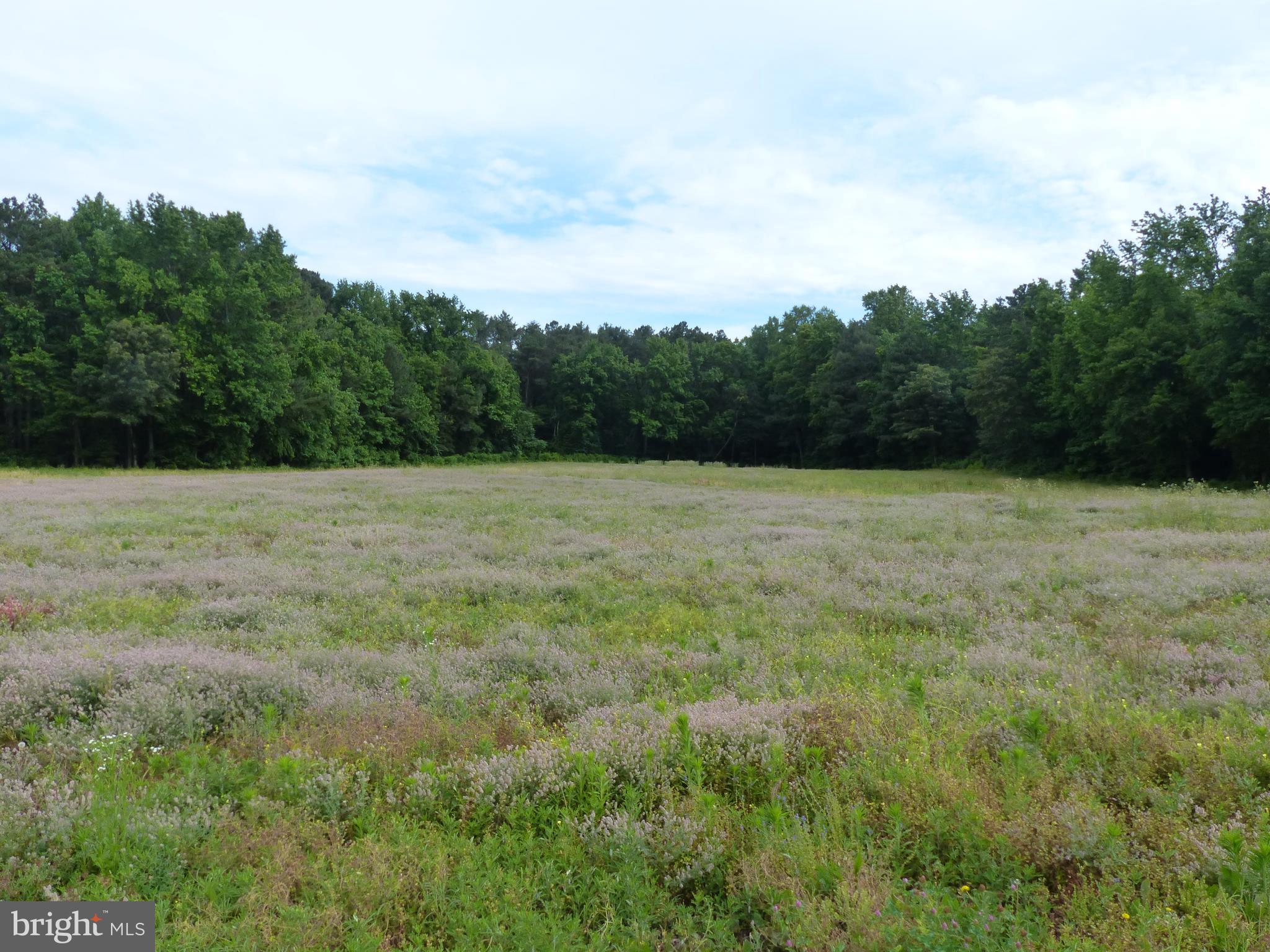 1017 Camp Road Denton, MD 21629 - Photo 14 of 16