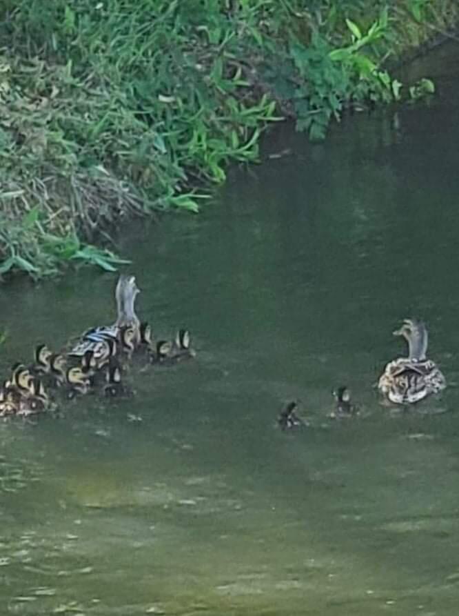 555 West Harbeck Road Grants Pass, OR 97527 - Photo 2 of 16 ducks in Irrigation canal
