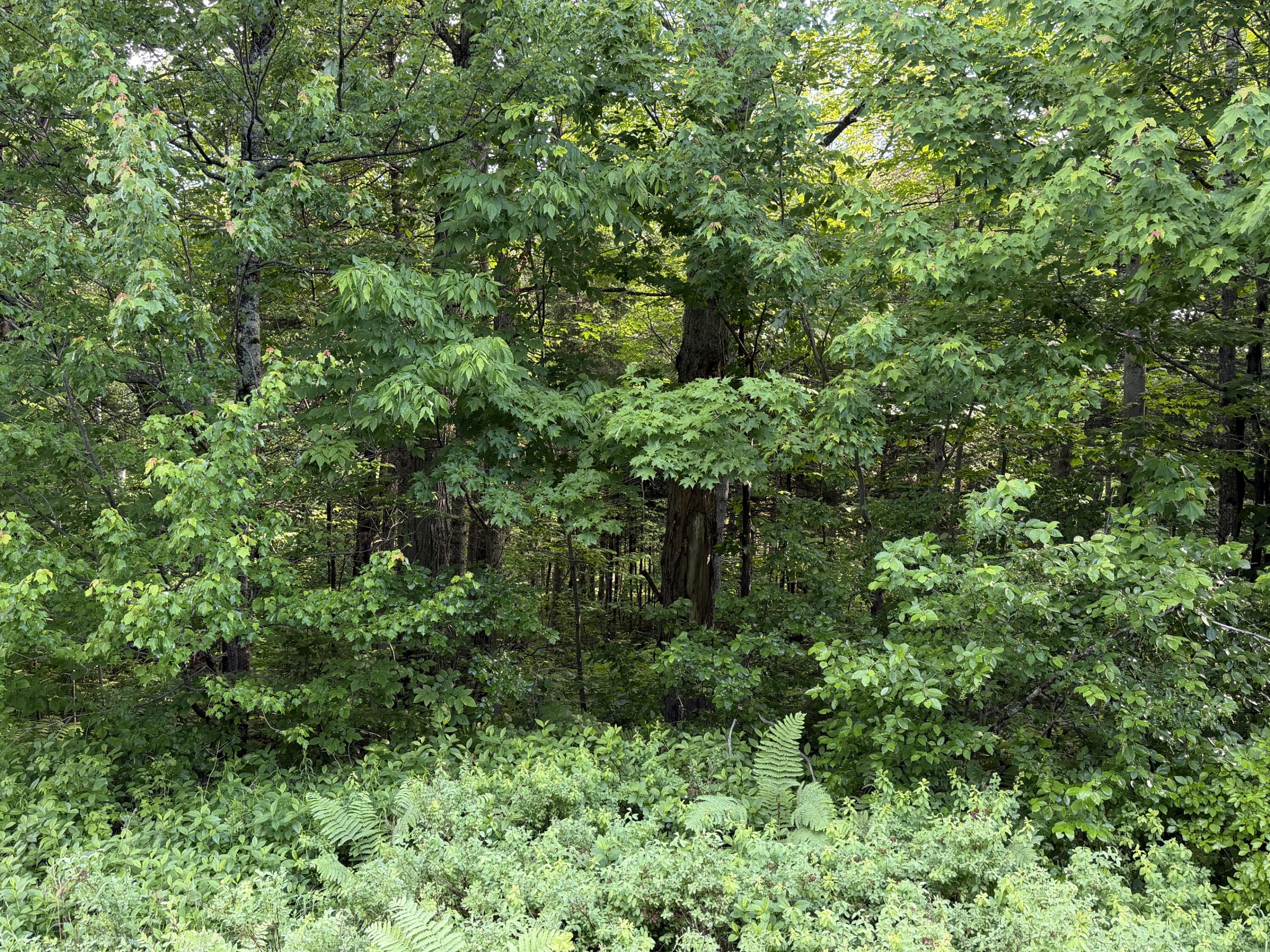 47 Greenville Road, Unit LOT 1 Shirley, ME 04485 - Photo 6 of 6