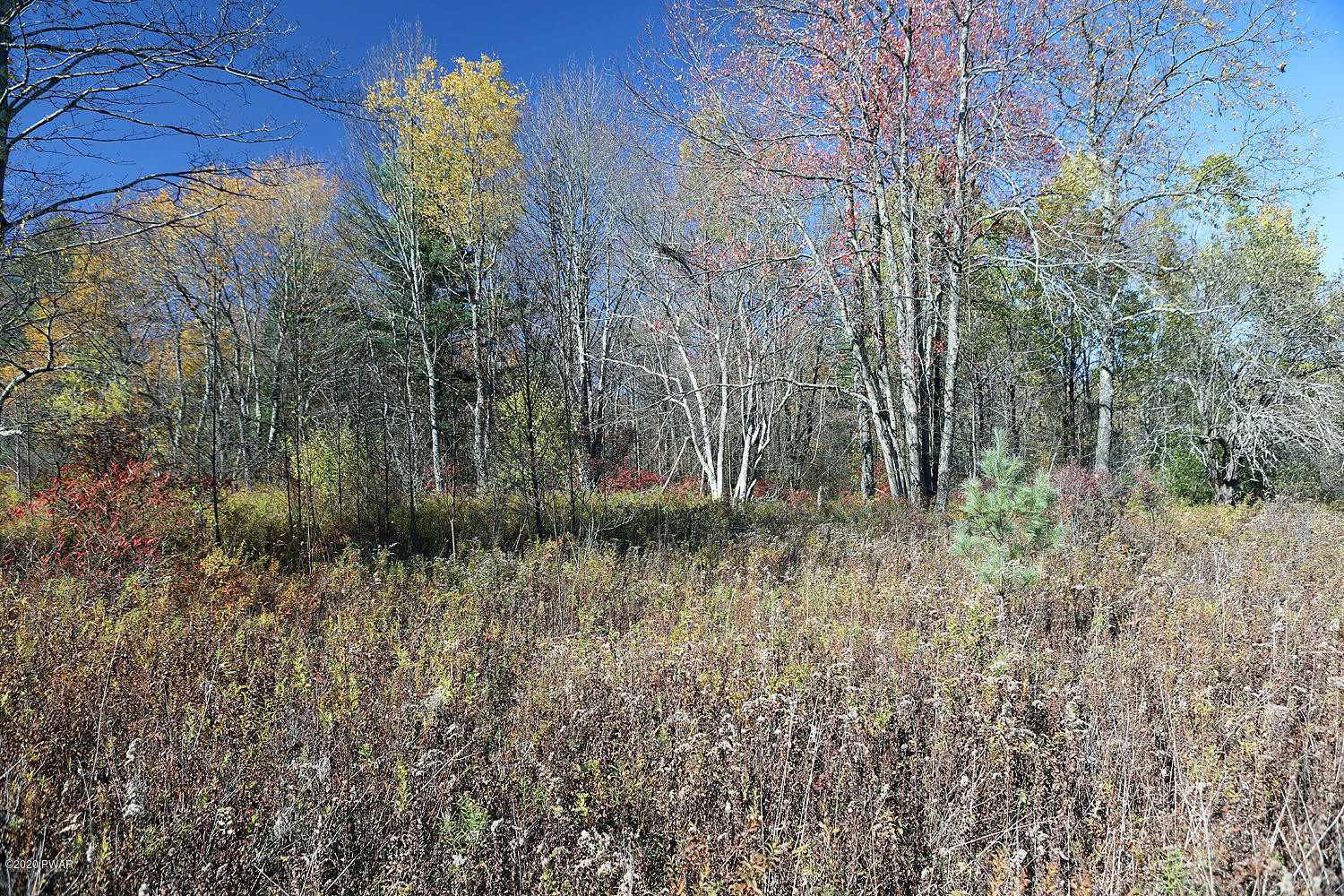 0 Bush Road Equinunk, PA 18417 - Photo 15 of 48 314A3186