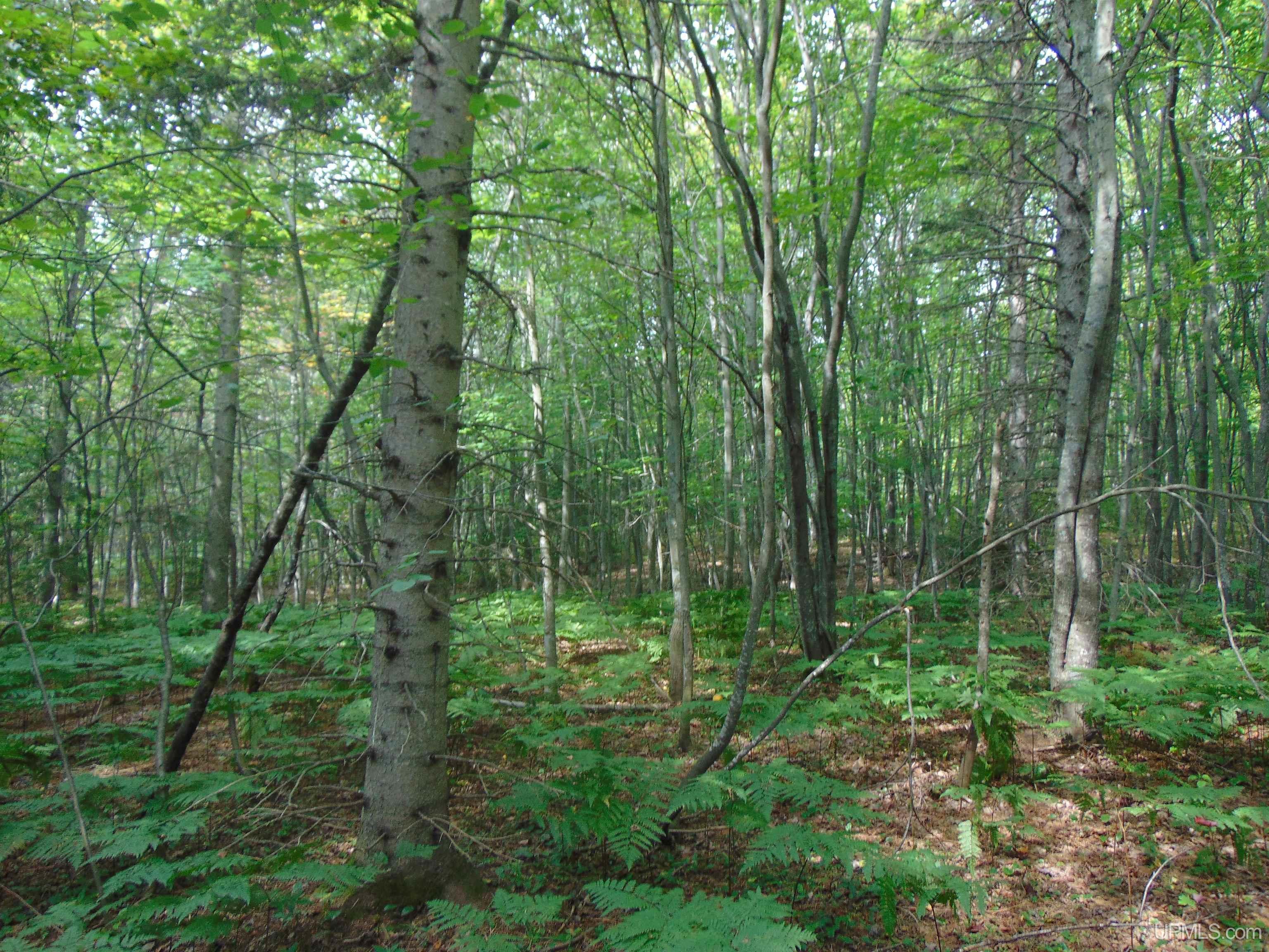 15 Coles Creek Road Atlantic Mine, MI 49905 - Photo 3 of 31