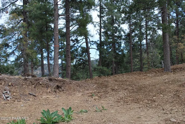 a view of a forest filled with trees