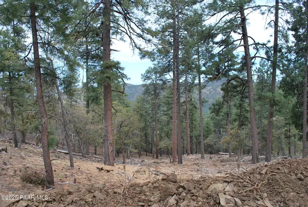 a view of a forest with trees in the background