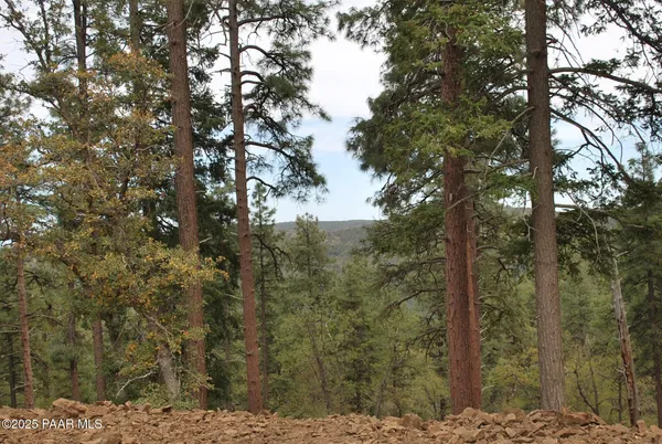 a view of a forest with trees