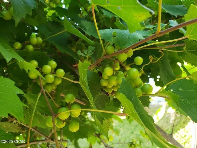 $349,000 | 6940 Yellow Bluff Road, Panama City, FL 32404