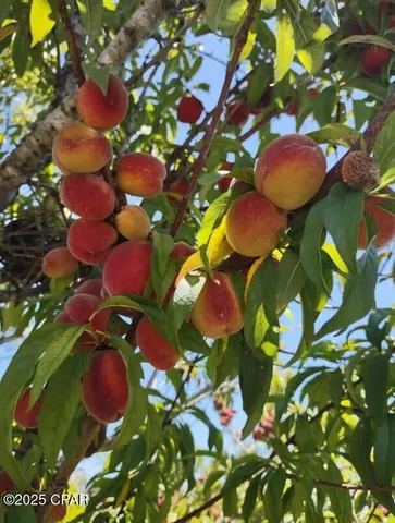 $349,000 | 6940 Yellow Bluff Road, Panama City, FL 32404