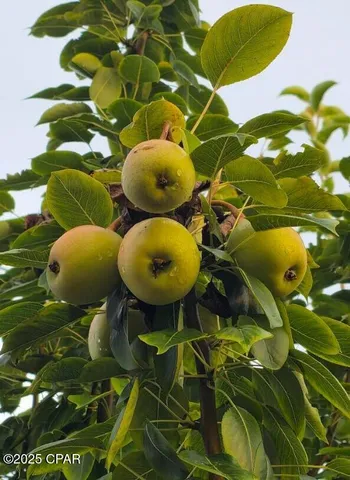 $349,000 | 6940 Yellow Bluff Road, Panama City, FL 32404