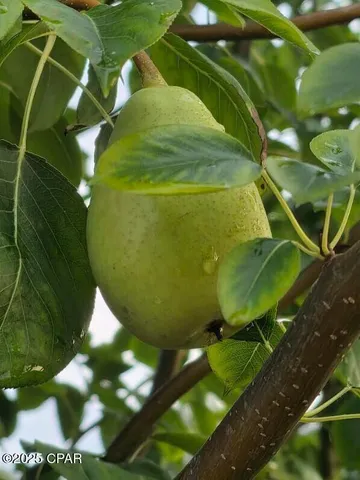 $349,000 | 6940 Yellow Bluff Road, Panama City, FL 32404