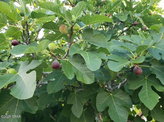 $349,000 | 6940 Yellow Bluff Road, Panama City, FL 32404