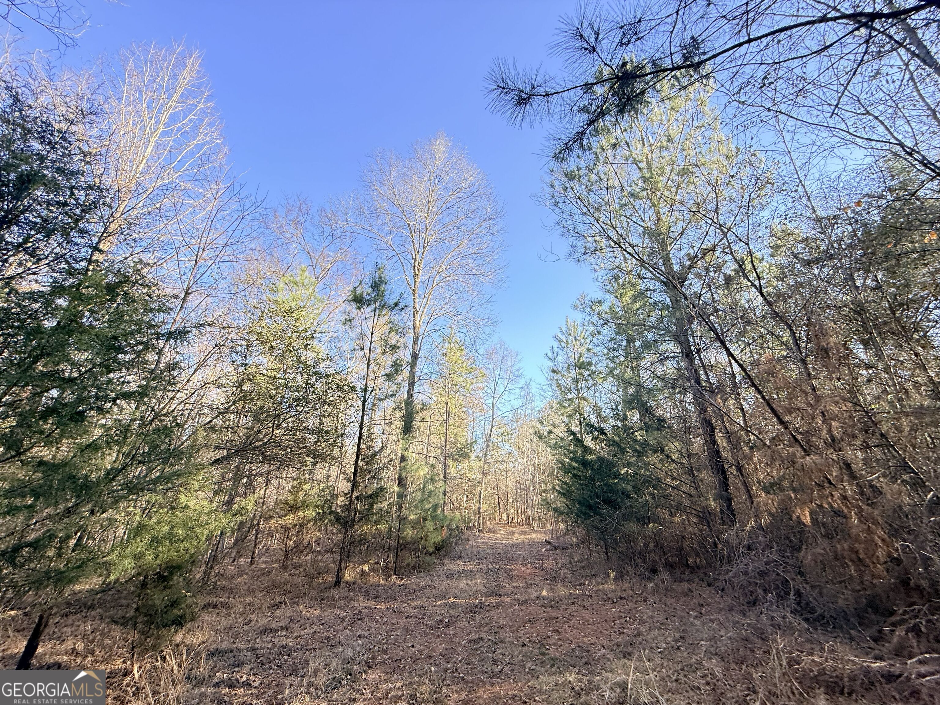 4 Bunch Road Tignall, GA 30668 - Photo 2 of 29 a view of a yard with a tree