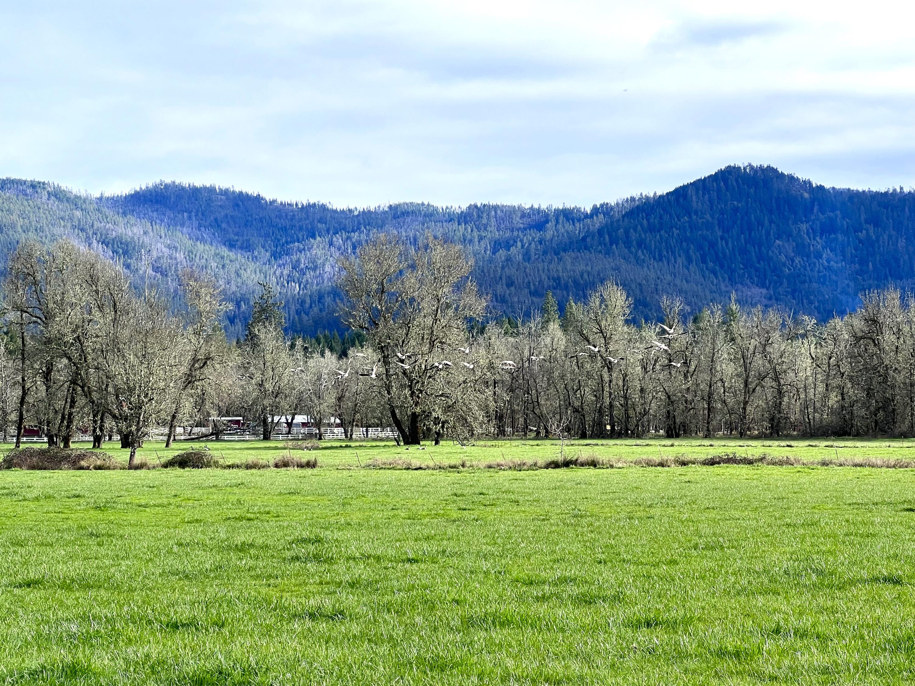 620 Dick George Road Cave Junction, OR 97523 - Photo 91 of 123 112