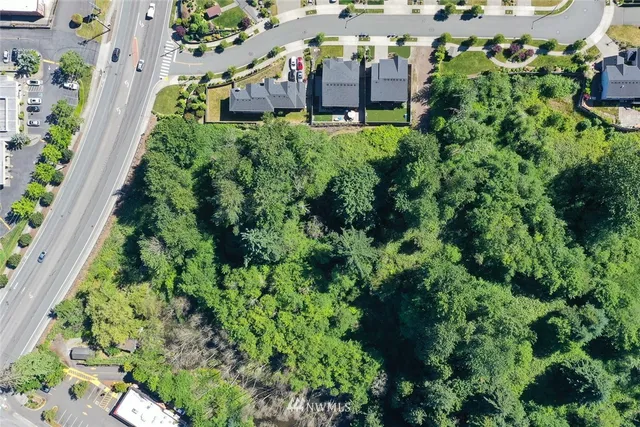 a view of a forest with lots of trees