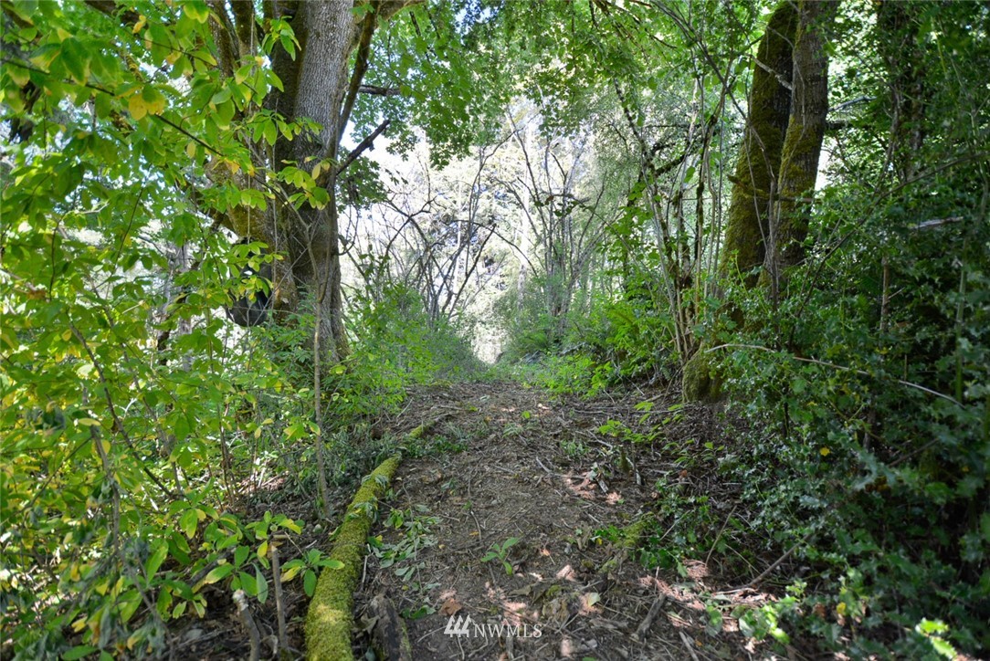 23004 Bothell Everett Highway Bothell, WA 98021 - Photo 20 of 23 a view of a forest with lots of trees