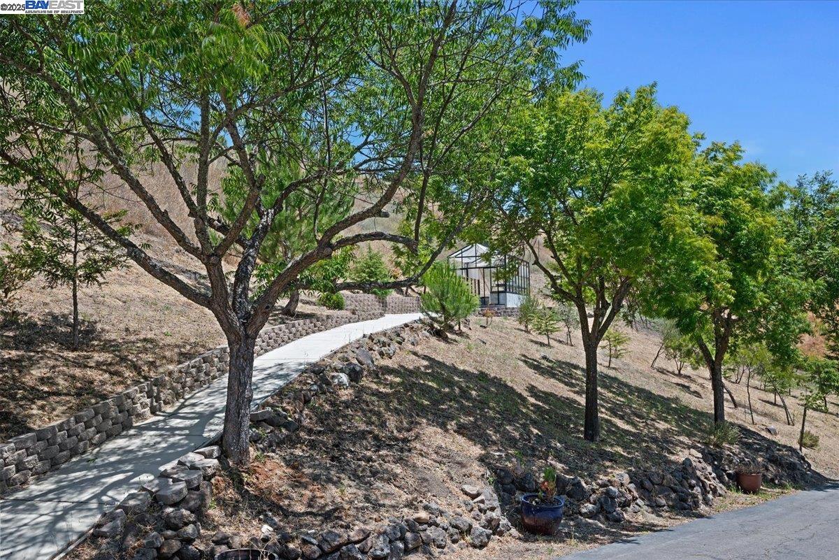 325 Bollinger Estates Court San Ramon, CA 94583 - Photo 48 of 59 a view of a forest filled with trees