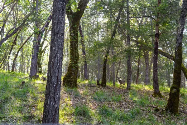 $6,950,000 | 5155 Mill Creek Road, Ukiah, CA 95482