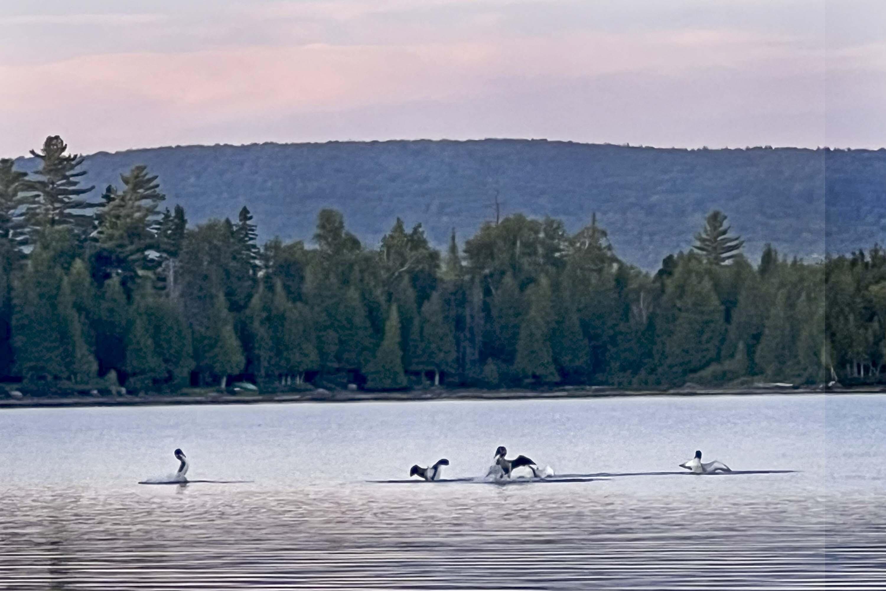 Lot 2 Saddleback Mountain Road Dallas Plt, ME 04970 - Photo 15 of 27 loons