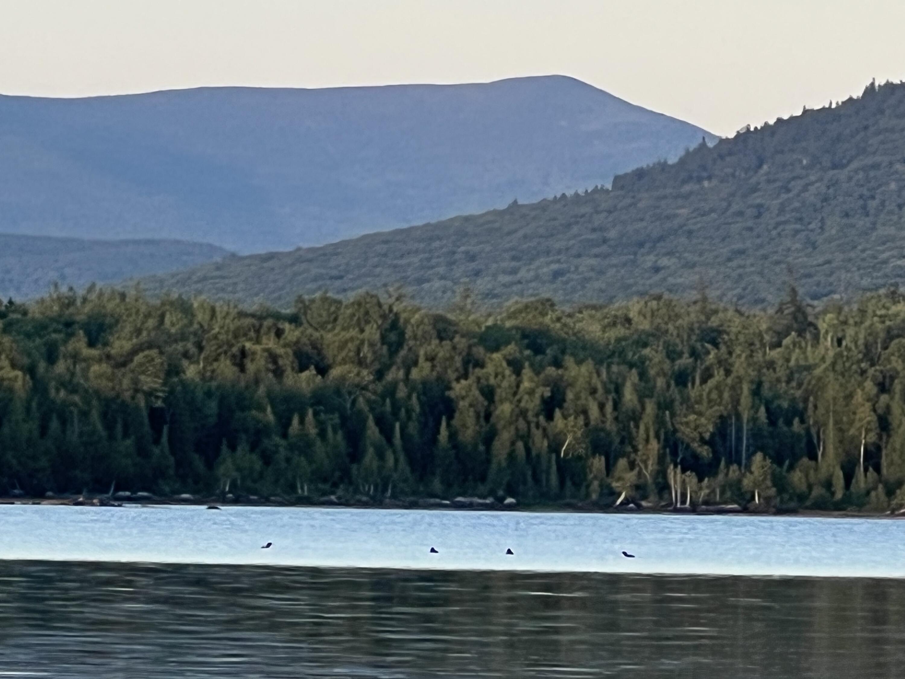 Lot 2 Saddleback Mountain Road Dallas Plt, ME 04970 - Photo 25 of 27 image1