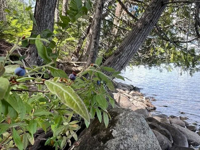 $500,000 | Lot 2 Saddleback Mountain Road, Dallas Plt, ME 04970