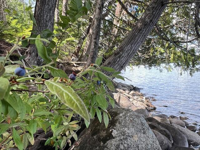 Lot 2 Saddleback Mountain Road Dallas Plt, ME 04970 - Photo 27 of 27 IMG_9654