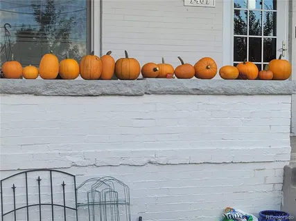 a view of a garden with plants