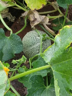a view of a garden with a tree
