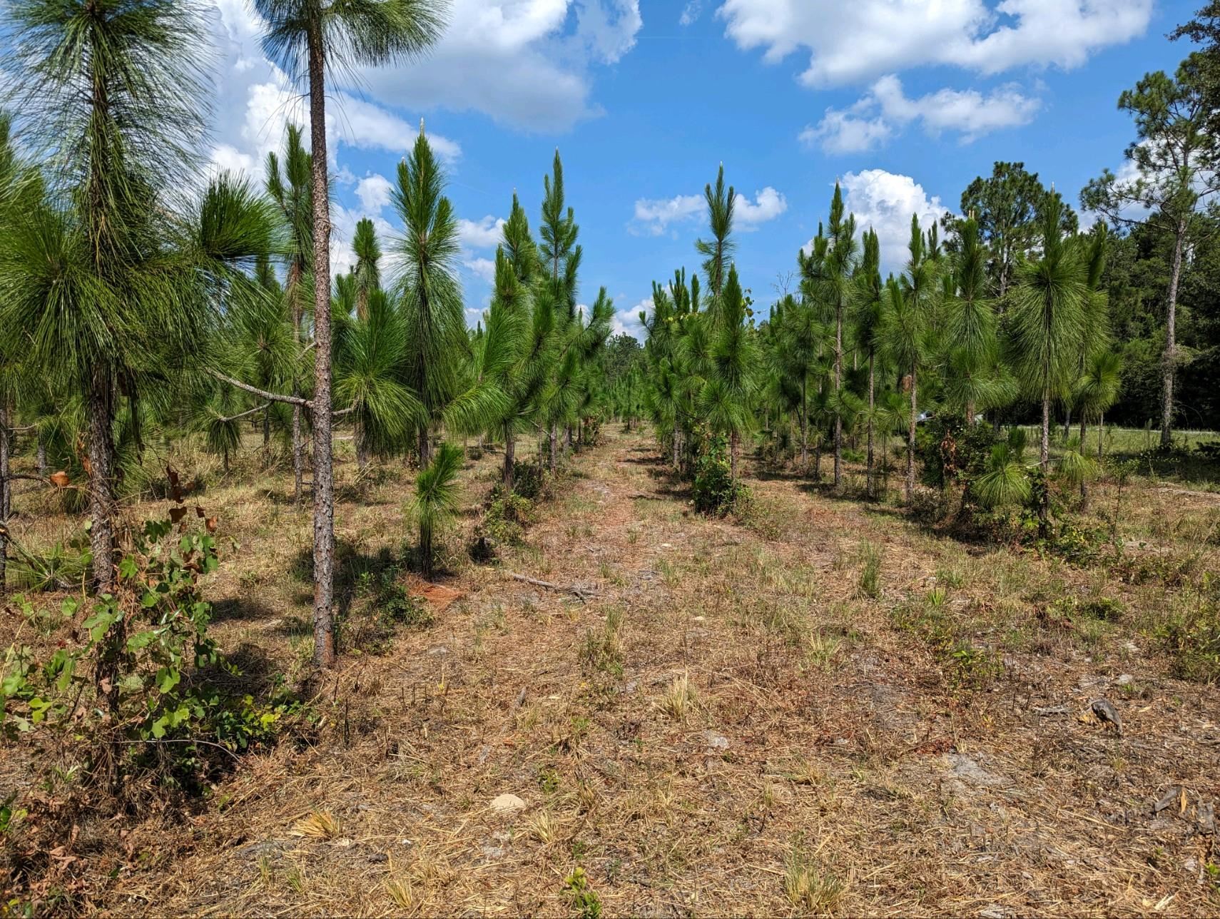 90 Northeast Lee Lee, FL 32059 - Photo 4 of 8