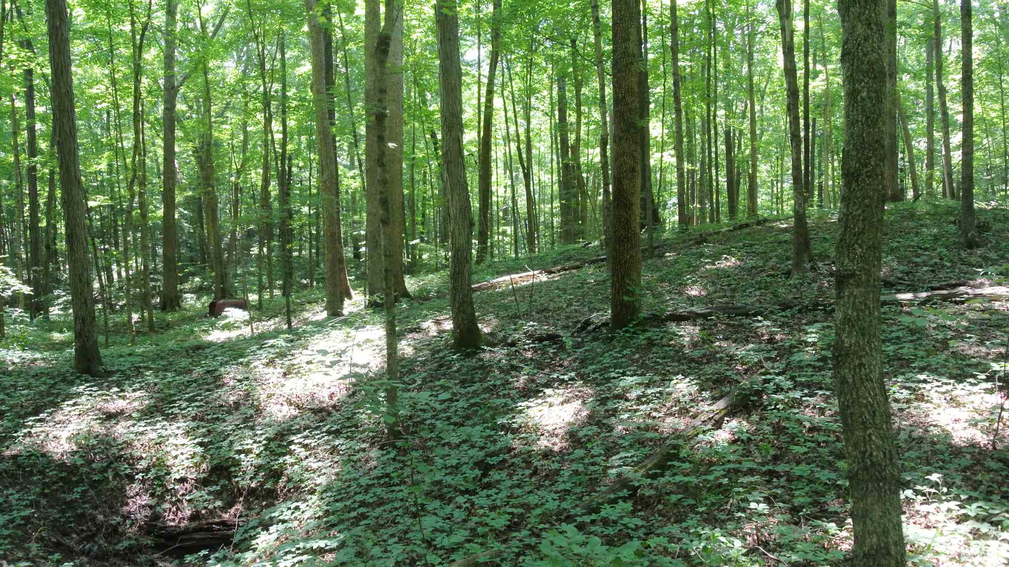 0 Little Flock Road Spencer, IN 47460 - Photo 3 of 12