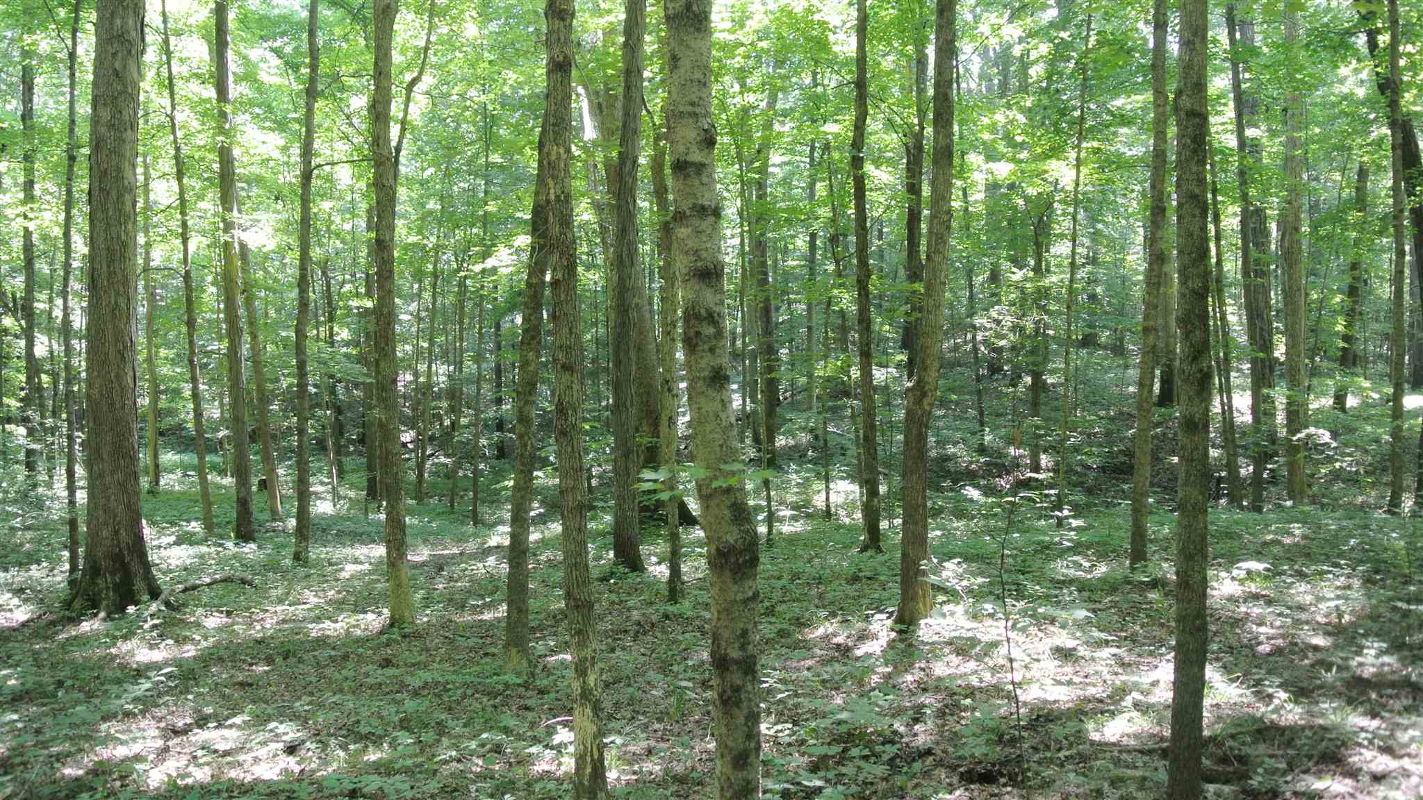 0 Little Flock Road Spencer, IN 47460 - Photo 5 of 12