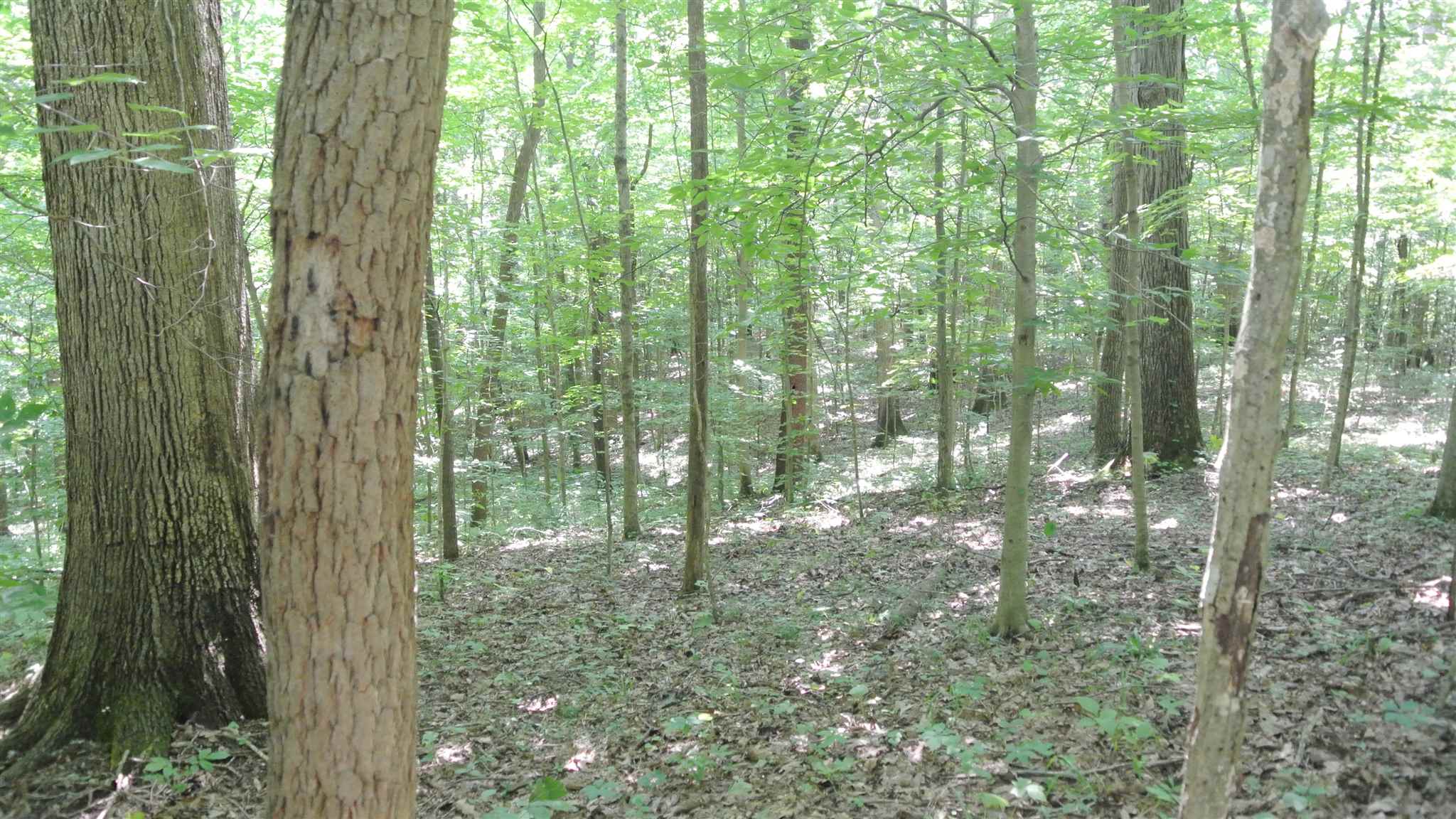 0 Little Flock Road Spencer, IN 47460 - Photo 6 of 12
