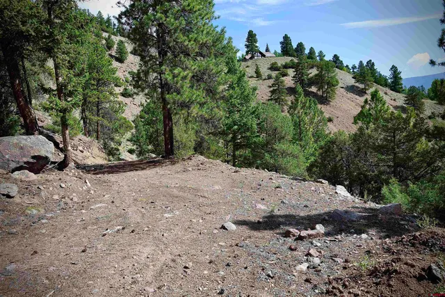 a view of a dry yard with lots of trees
