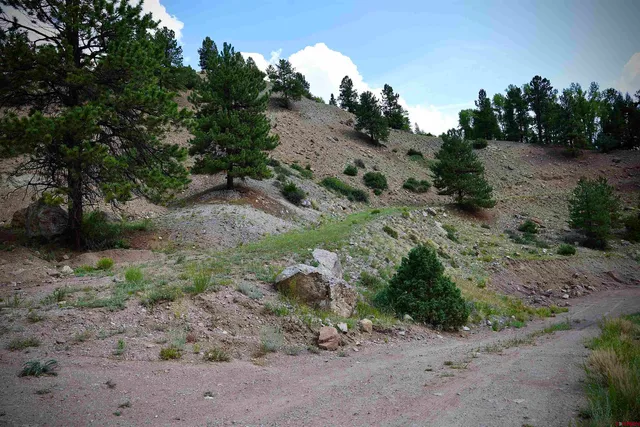 a view of a dry yard with lots of trees