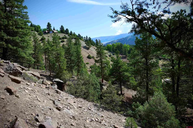 a view of a dry yard with lots of trees