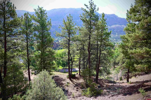 a view of a forest with trees in front of it