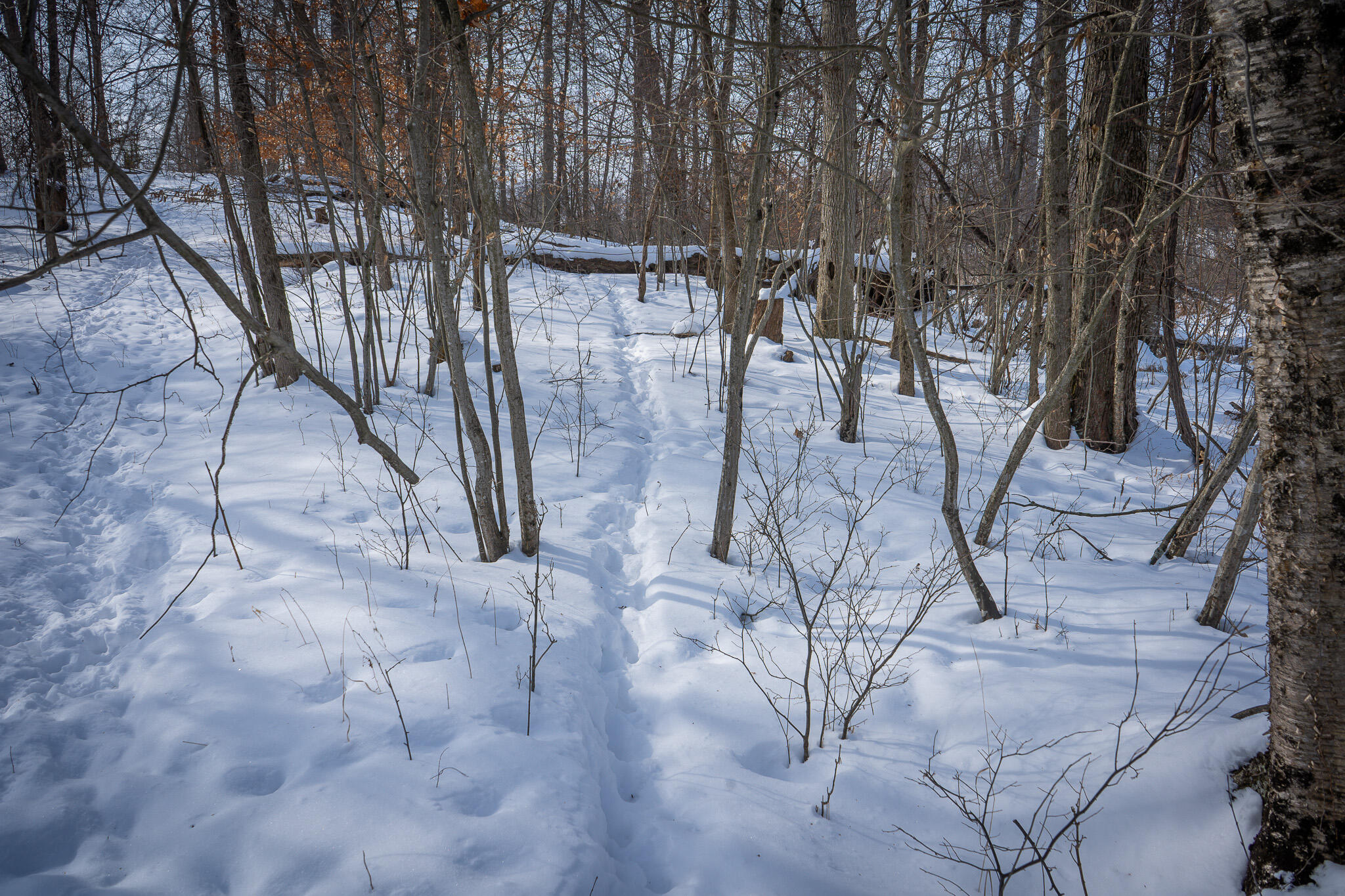 5100 Long Lake Road Reading, MI 49274 - Photo 49 of 83 DSC07577