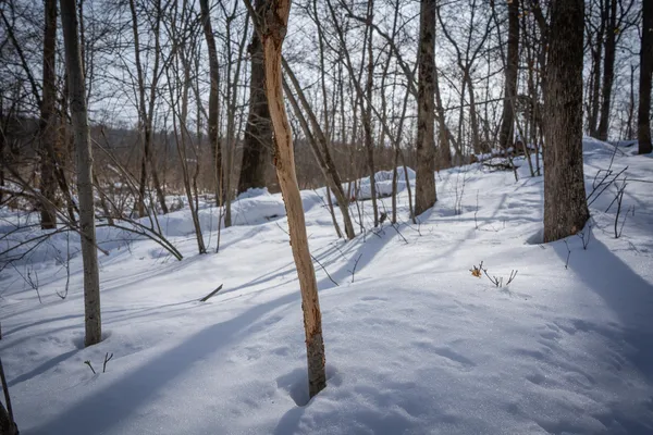 $529,000 | 5100 Long Lake Road, Reading, MI 49274